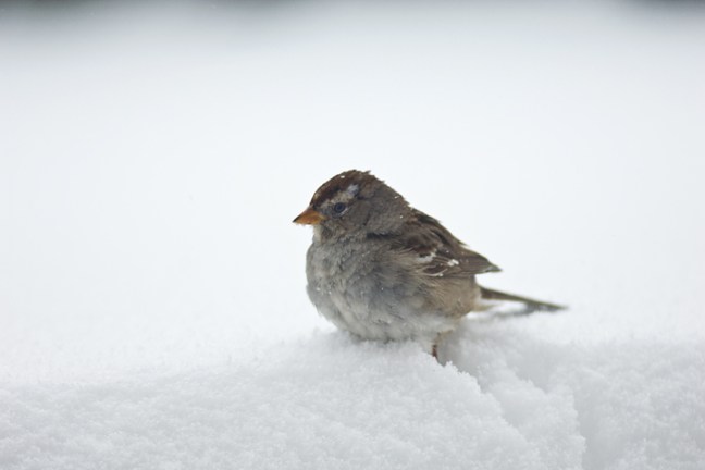 Michael Fuchs 062313 (2)