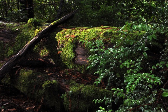 Michael Fuchs 063013 (1)