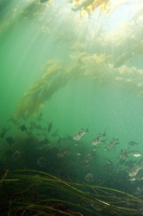 Michael Fuchs 070515 (3)