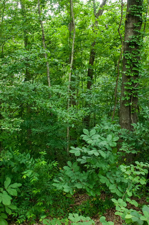 Michael Fuchs 070515 (5)