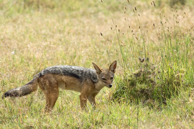 Michael Fuchs 070614 (3)