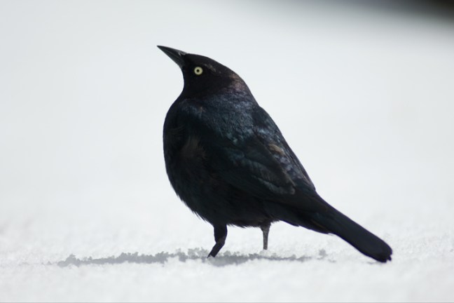 Michael Fuchs 070614 (5)