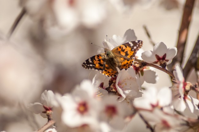 Michael Fuchs 071215 (1)