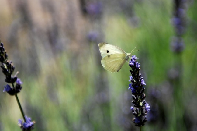 Michael Fuchs 071215 (2)