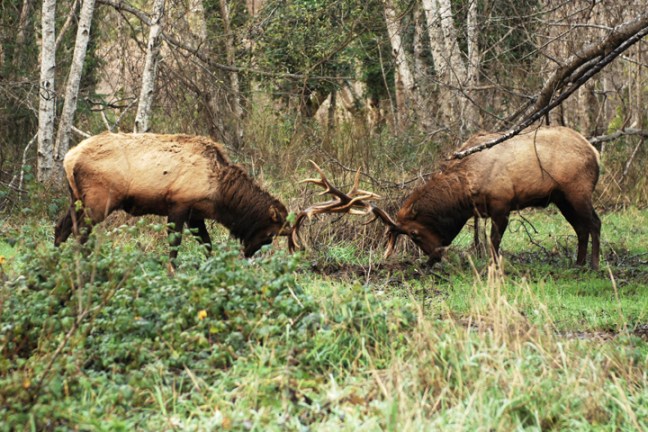 Michael Fuchs 072714 (3)