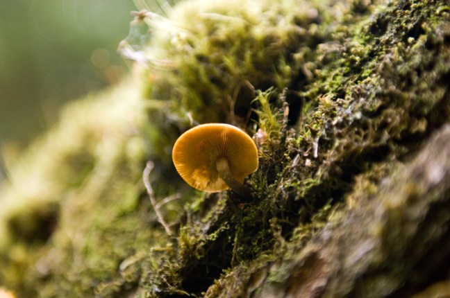 Michael Fuchs 072813 (2)