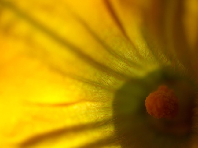 Michael Fuchs 072813 (3)