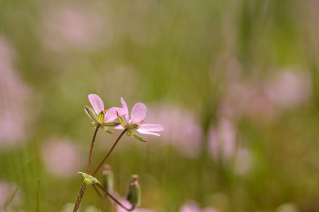 Michael Fuchs 072813 (4)