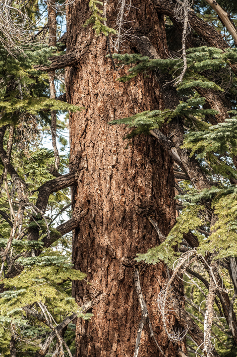 Michael Fuchs 082513 (3)