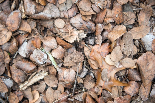 Michael Fuchs 083015 (2)