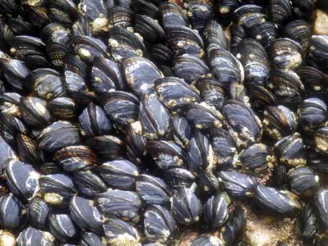 Michael Fuchs 083015 (4)