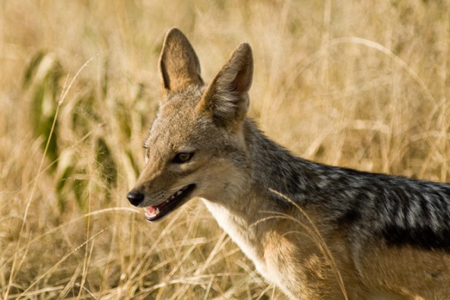 Michael Fuchs 090813 (1)