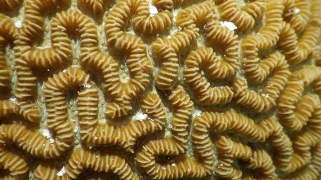 Michael Fuchs 091414 (4)