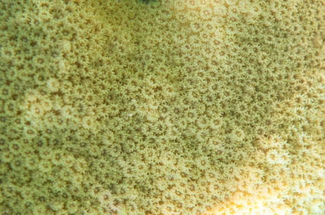 Michael Fuchs 091414 (5)