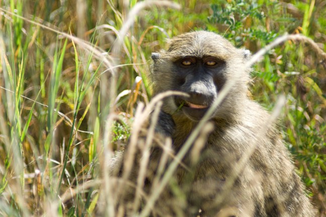 Michael Fuchs 092114