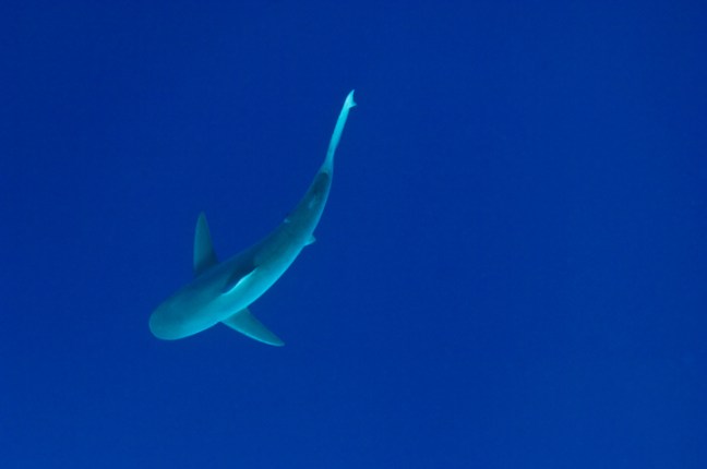 Michael Fuchs 102013 (1)