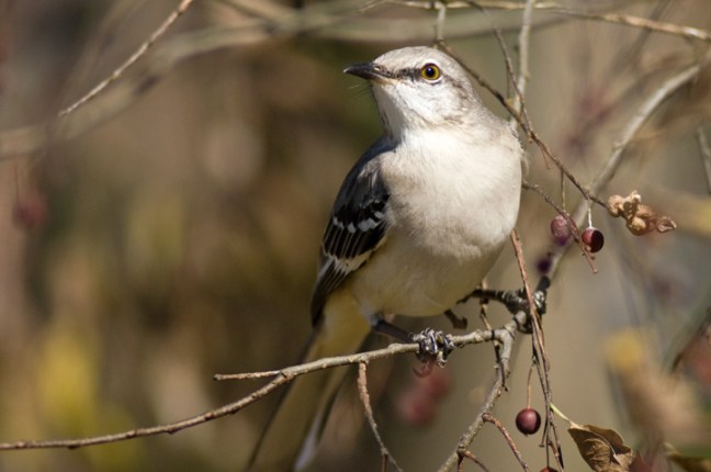 Michael Fuchs 110313 (2)