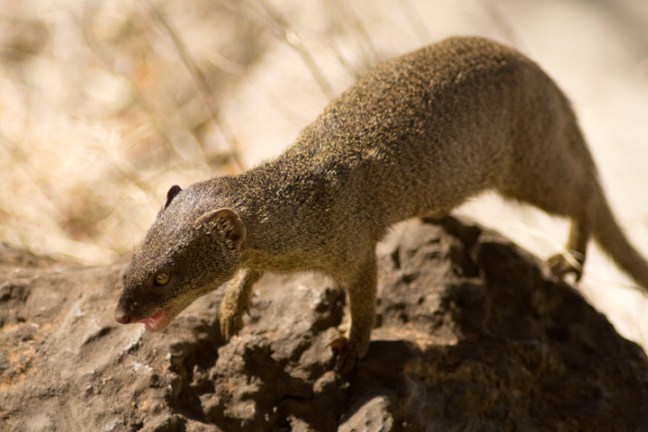 Michael Fuchs 110313 (5)