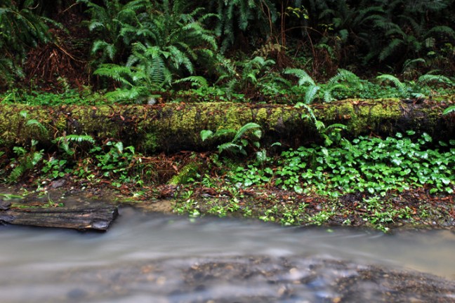 Michael Fuchs 111713 (1)