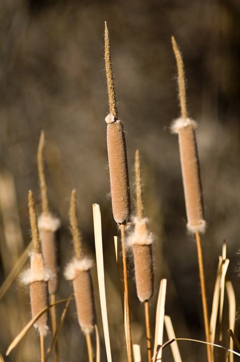 Michael Fuchs 111713 (3)