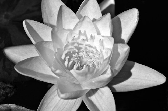 Michael Fuchs 112413 (3)