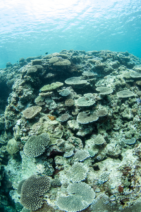 Michael Fuchs 121513 (2)