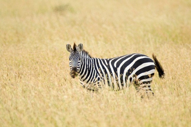 Michael Fuchs 122213 (1)