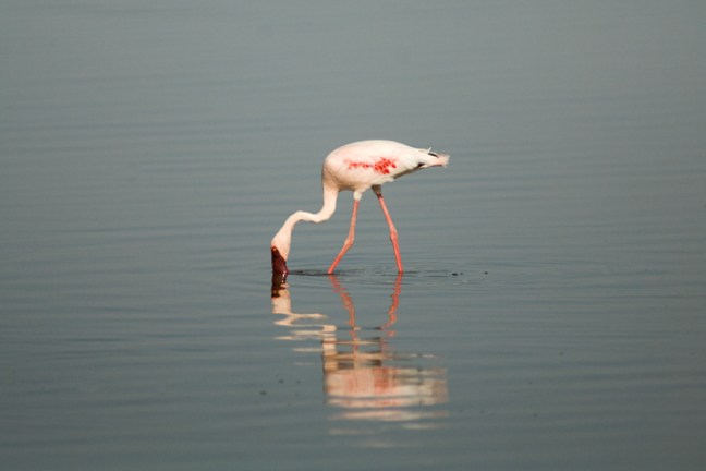 Michael Fuchs 122213 (5)