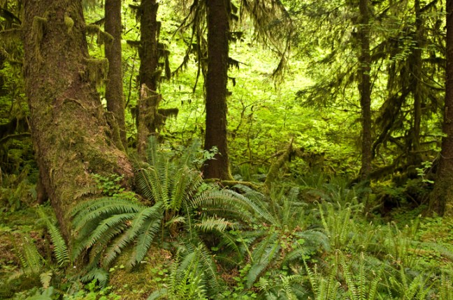 Michael Fuchs 122814 (4)