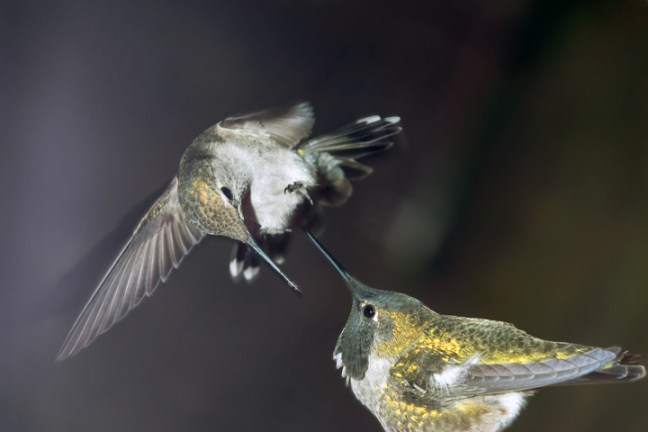 Michael Fuchs 010812 (5)