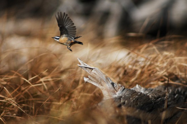 Michael Fuchs 010911 (1)