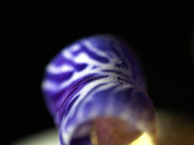 Michael Fuchs 020611 (2)