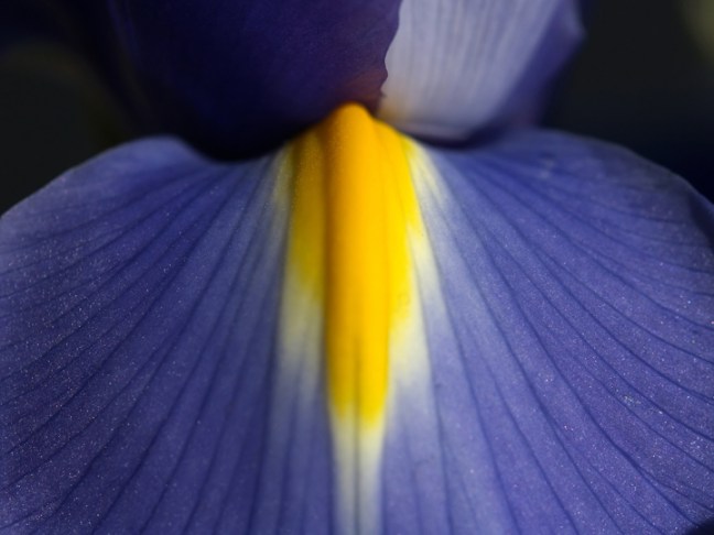 Michael Fuchs 020611 (4)