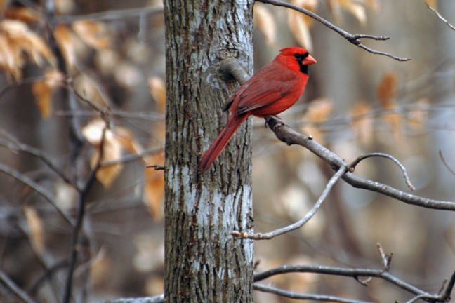 Michael Fuchs 022612 (2)