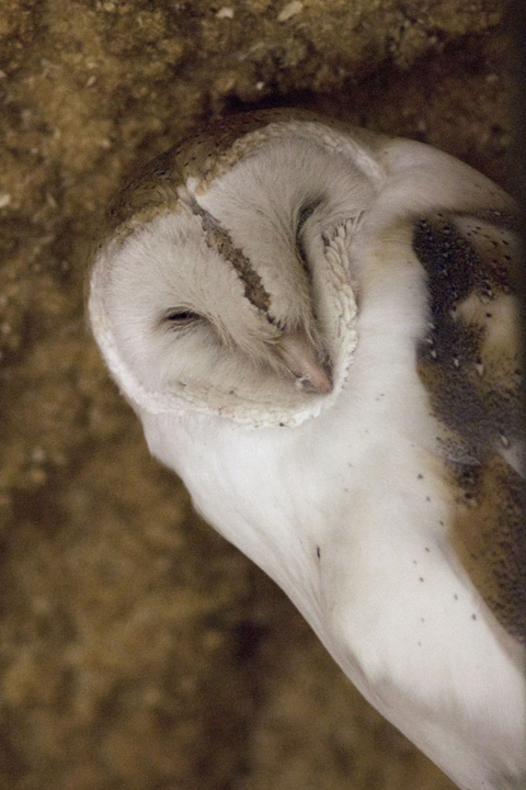 Michael Fuchs 022612 (3)