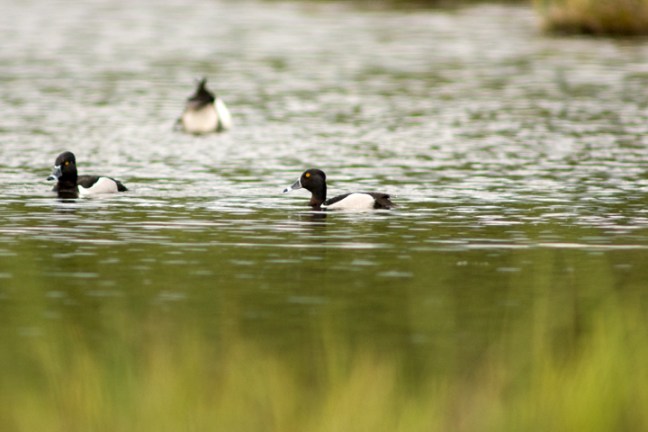 Michael Fuchs 022612 (4)