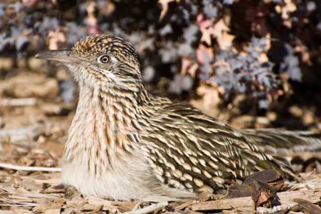 Michael Fuchs 022612 (5)