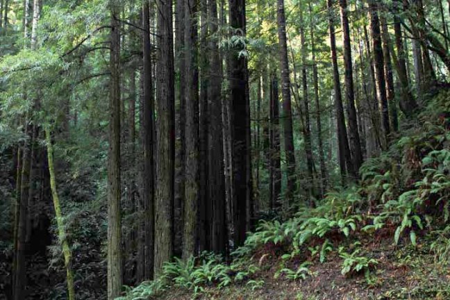 Michael Fuchs 041011 (4)