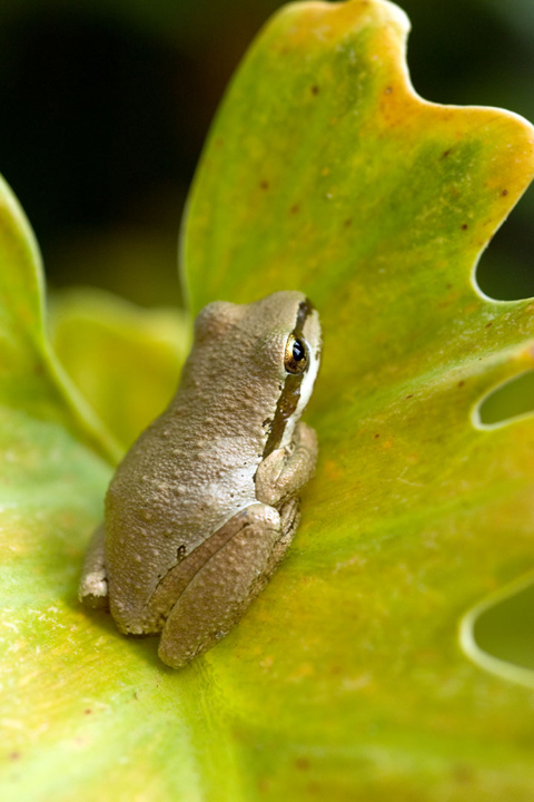 Michael Fuchs 052211 (1)