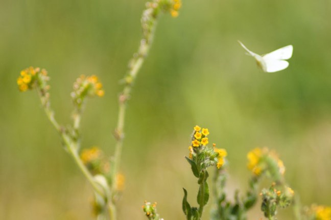 Michael Fuchs 052211 (3)