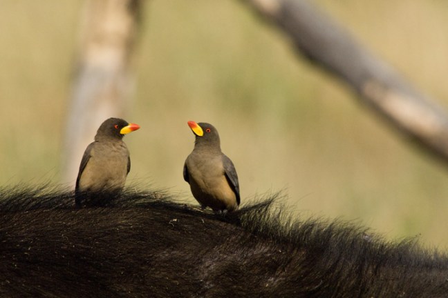 Michael Fuchs 061012 (2)