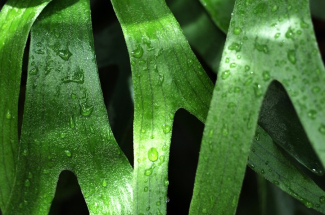 Michael Fuchs 071711 (2)