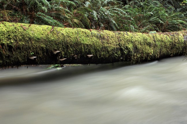 Michael Fuchs 071711 (4)