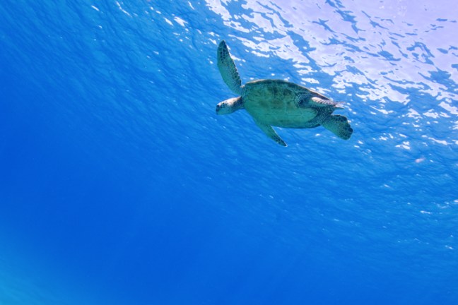 Michael Fuchs 072212 (3)