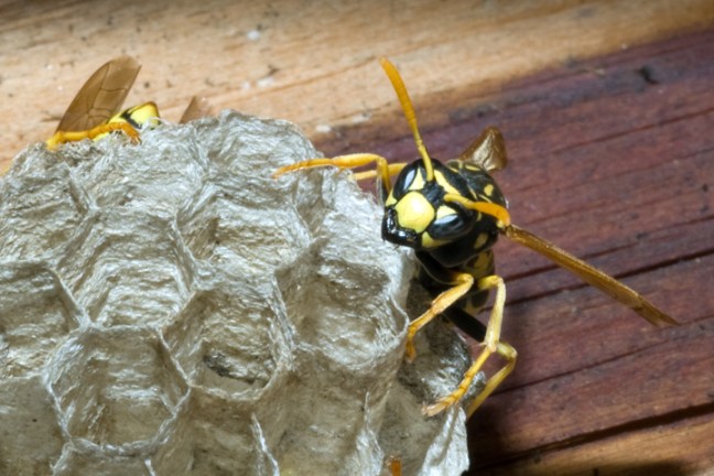 Michael Fuchs 091111 (3)