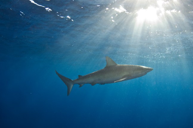 Michael Fuchs 092312