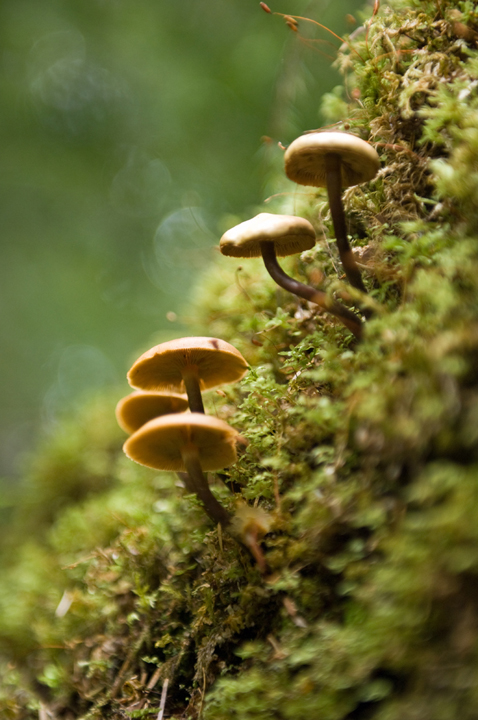 Michael Fuchs 093012 (2)