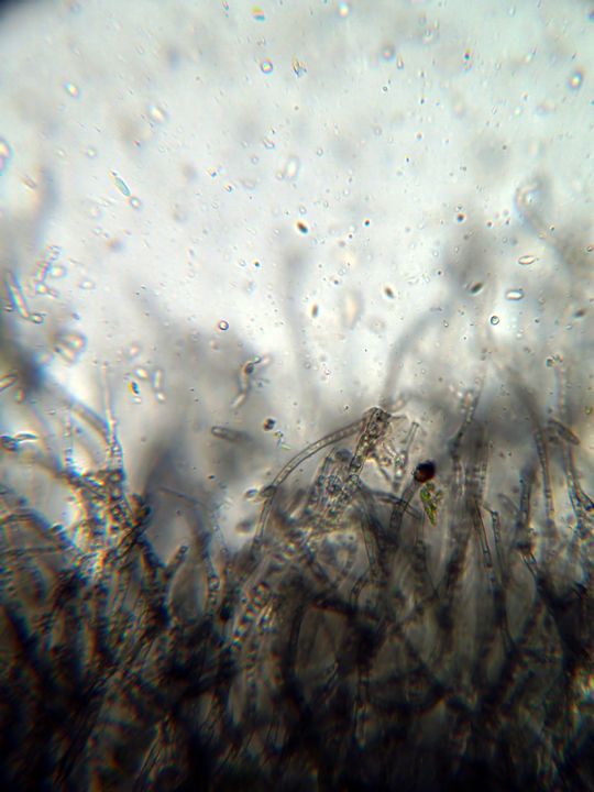 Michael Fuchs 101412 (2)