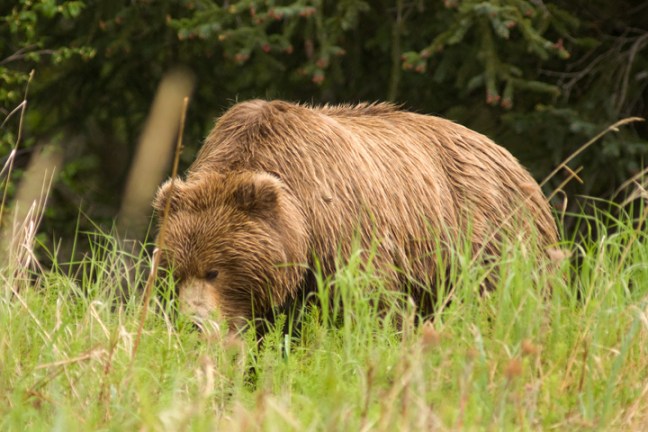 Michael Fuchs 102311 (1)