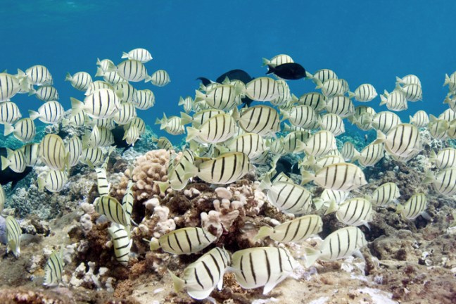 Michael Fuchs 102311 (2)